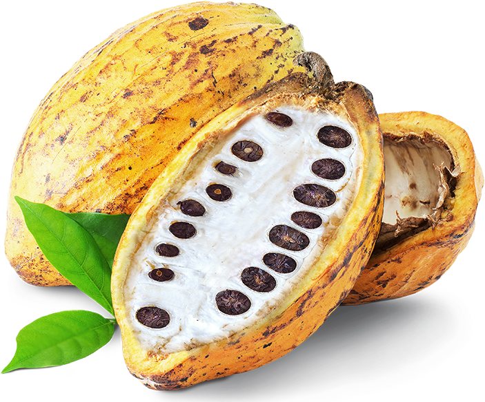 But What About That Fruity White Pulp That Hugs The - Cocoa Bean (719x600), Png Download