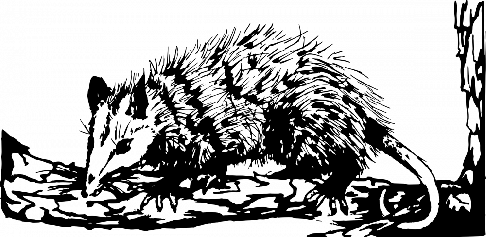 How Snow Almost Ruined Calculus For Me - Opossum Clipart Black And White (1000x488), Png Download