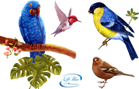 Birds Png Fils - Parrots Transparent Background (546x350), Png Download