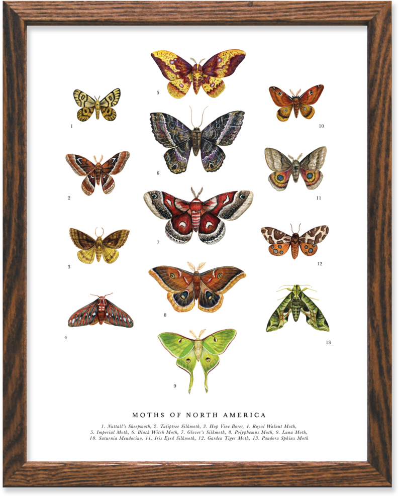 Moths Of North America Chart - North America (1050x1050), Png Download