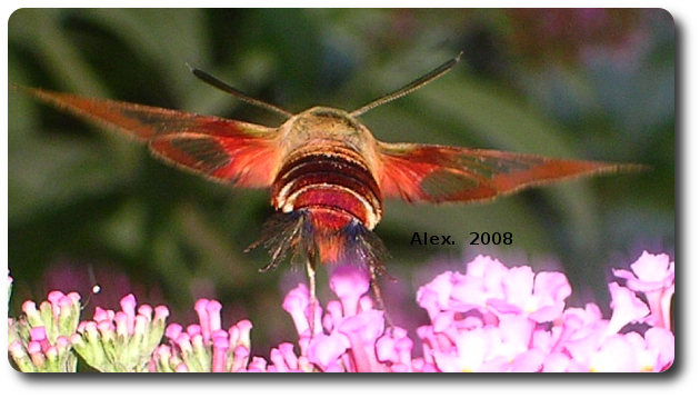A Hummingbird Moth Zooms Off To The Next Flower - Hummingbird Clearwing (630x358), Png Download