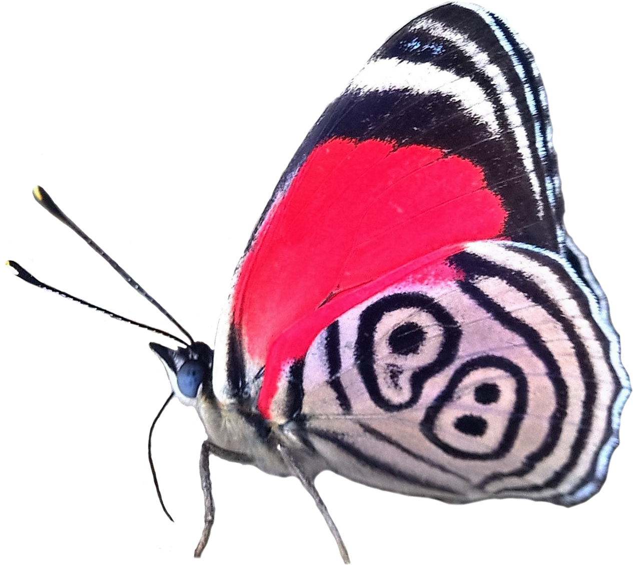 Adriana/ @realscientists On Twitter - 88 Butterfly (1450x1248), Png Download