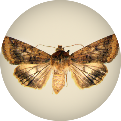 Corn Earworm, Helicoverpa Zea Boddie, Emerge In April - Corn Earworm (500x500), Png Download