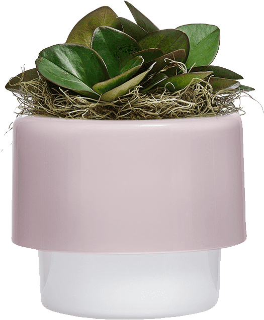Living - Flowerpot (540x660), Png Download