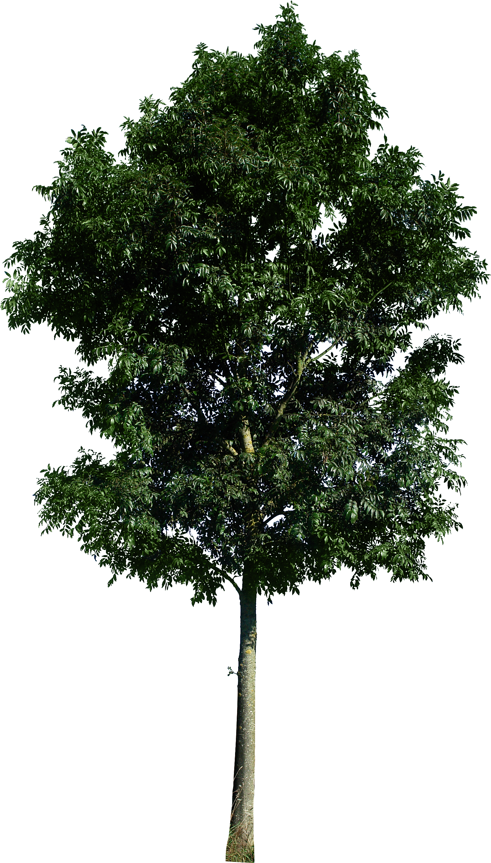 Tree 48 Png By Gd08-d49eqww 1,792×3,120 Pixels - Tree Psd (1792x3120), Png Download