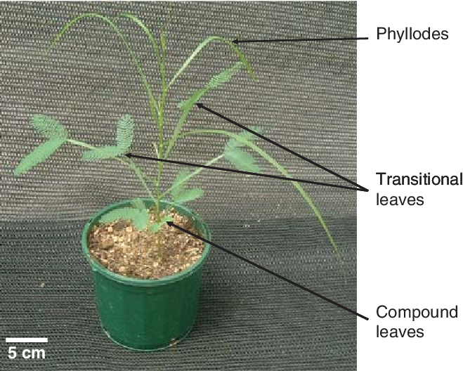 An Example Of Heteroblastic Development In Acacia Implexa - Plants With Heteroblastic Development (659x528), Png Download