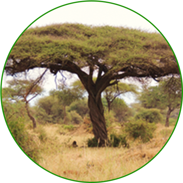 Medium Resolution - Trees In Semi Arid Areas (639x671), Png Download