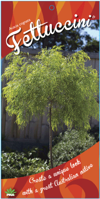 Find A Supplier - Acacia Cognata Fettuccini Standard (300x400), Png Download