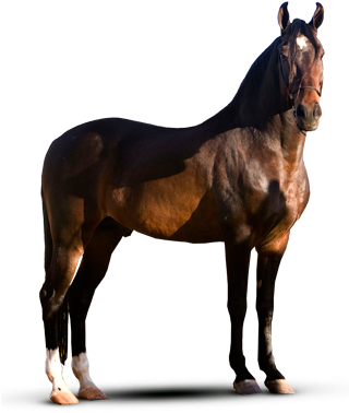 Cavalos - Cavalo Mangalarga Png (319x392), Png Download