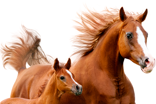 Rações, Aditivos, Acessórios - Horse Editing Background Hd (550x420), Png Download