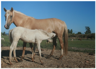 Horse (400x400), Png Download