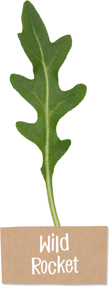 Steve Is Our Very Own 'flavour Pioneer' - Perennial Wall-rocket (361x939), Png Download