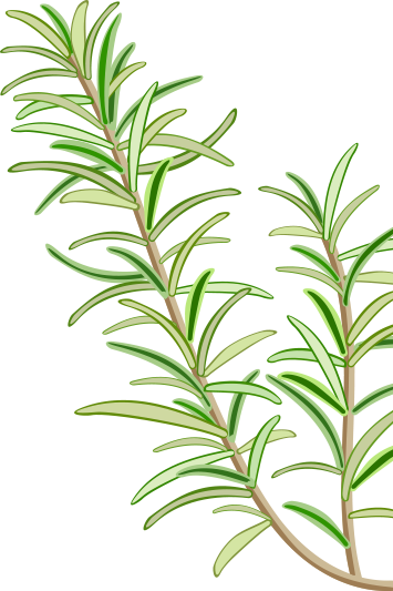 Pin Leaves - Western Yew (355x533), Png Download