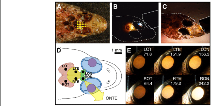 Ont Eyeshine Excitation Efficiency And Light Path In - Common Fig (850x343), Png Download