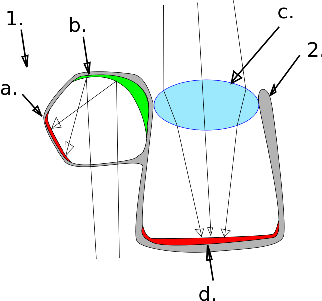 The - Barreleye Fish Eye Diagram (642x599), Png Download