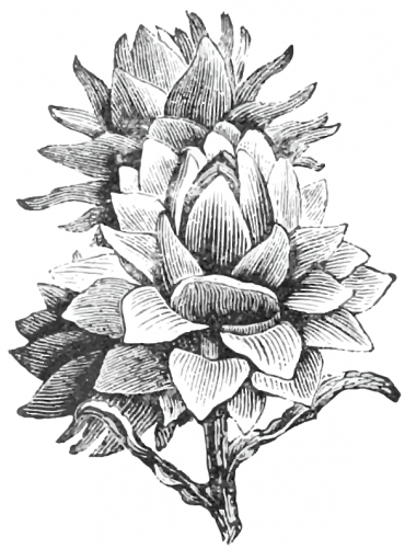 Vector Black And White Library Green Globe Heirloom - Artichoke (500x500), Png Download