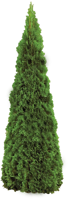 Thuja Occidentalis Smaragd (444x672), Png Download
