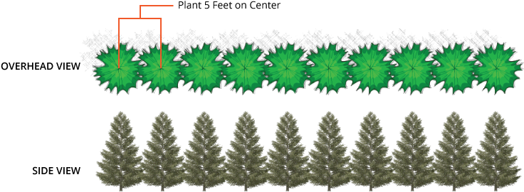 Thuja Green Giant Tree - Double Staggered Row Hedge (880x278), Png Download