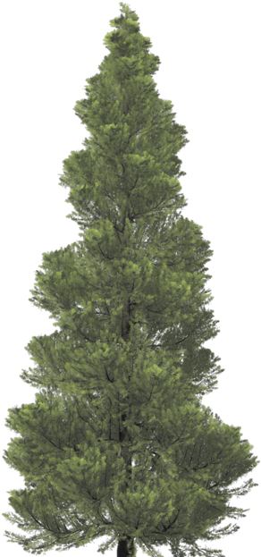 Images - Christmas Tree (640x640), Png Download