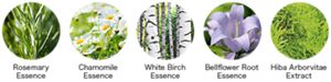 Rosemary Essence,chamomile Essence,white Birch Essence,bellflower - Platycodon Grandiflorus (300x75), Png Download