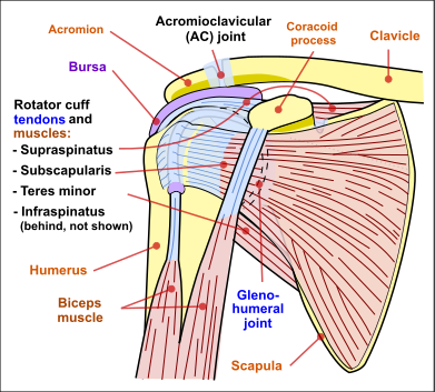 Rotator Cuff Tears - Shoulder Joint (391x353), Png Download