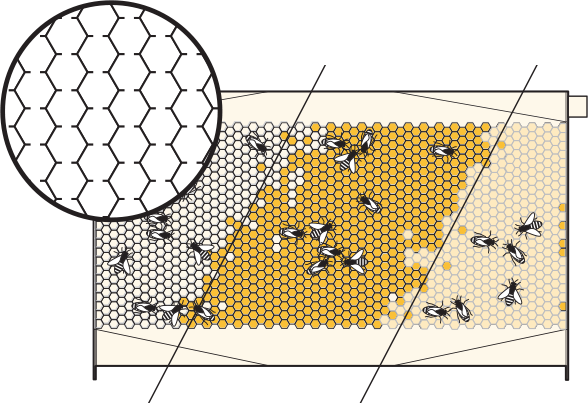 The Flow® Frame Consists Of Partly Formed Honeycomb - Flow Hive Honey Harvesting (588x403), Png Download