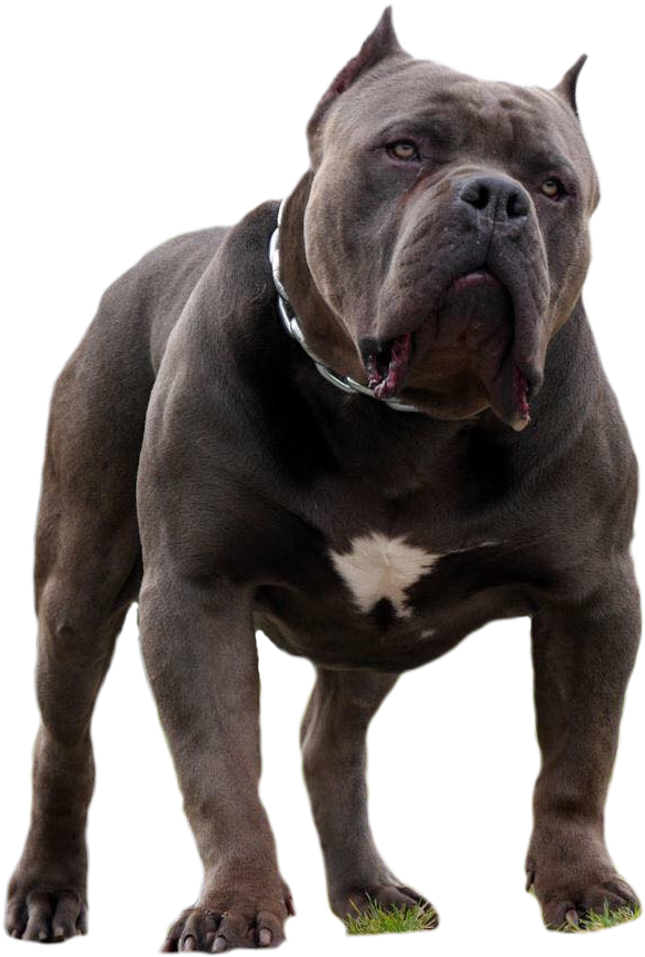 Casino American Bully (580x860), Png Download