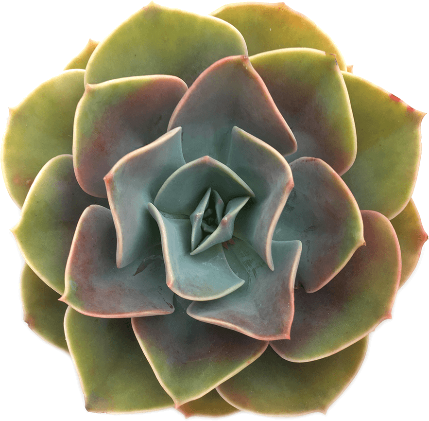 Echeveria 'cassyz Winter' Succulent Plant - Succulent Plant (1024x1024), Png Download