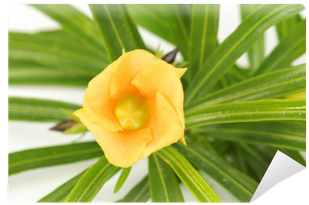 Inside Of A Beautiful Mexican Oleander Flower Wall - Flower (400x400), Png Download