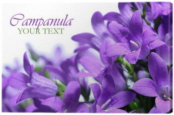 Campanula Spring Flowers Border Canvas Print • Pixers® - Purple (400x400), Png Download