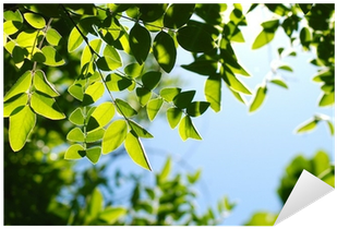 Ramas, Árbol, Hojas, Verde, Natural Sticker • Pixers® - Branch (400x400), Png Download