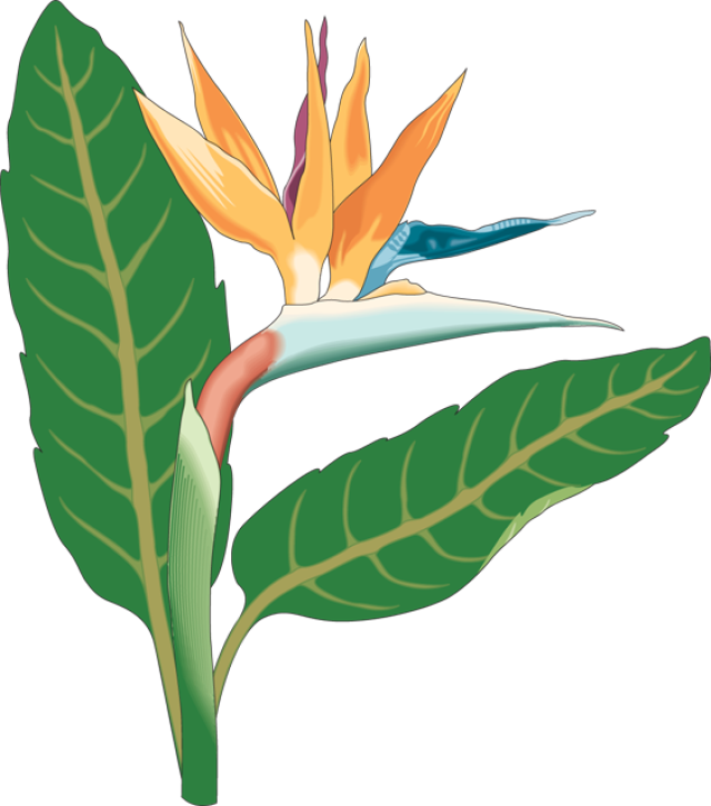Beautiful Clip Art Of Flowers - Birds Of Paradise Png (640x725), Png Download