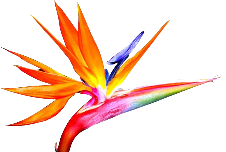 Gambar1 - Bird Of Paradise (775x522), Png Download