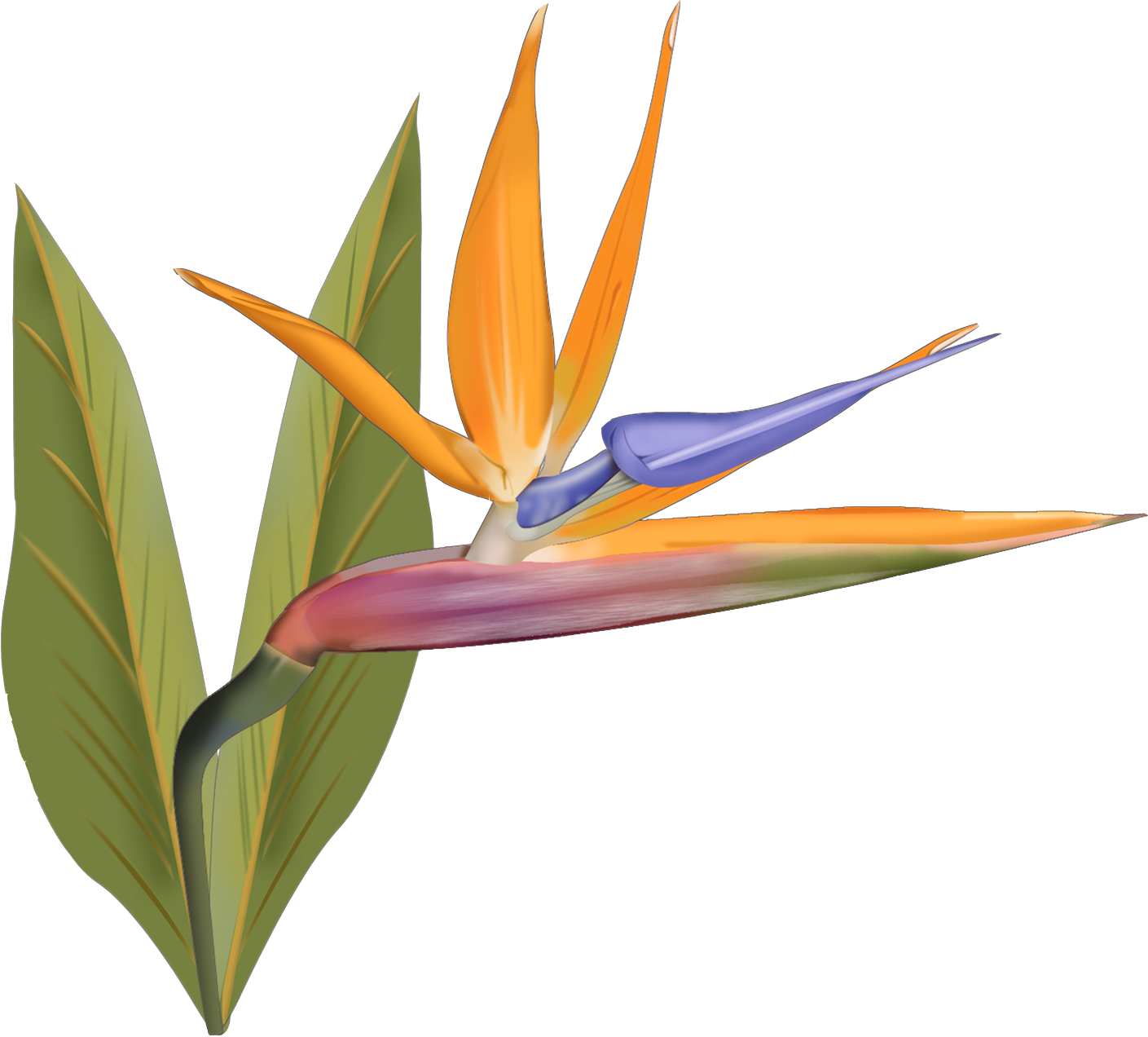Native Flowers And Hawaii And Bird Of Paradise - Hawaii (1409x1272), Png Download