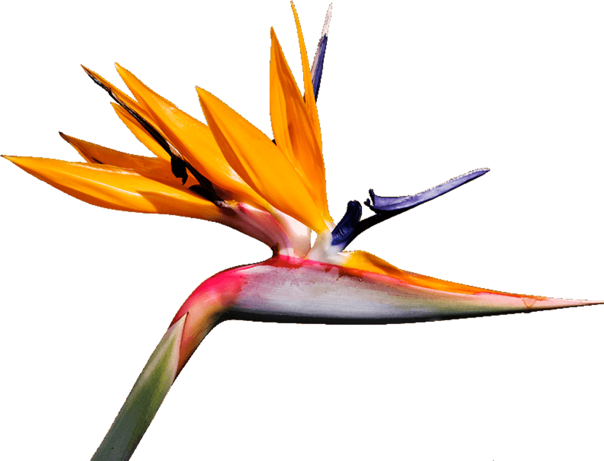 Graphic Design - Bird (1200x1113), Png Download