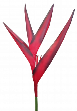 S4235rd - Heliconia (300x435), Png Download