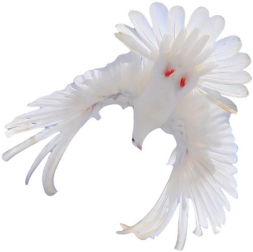 Белый Голубь, Голубь Мира, Фауна - Flypigeon (600x540), Png Download