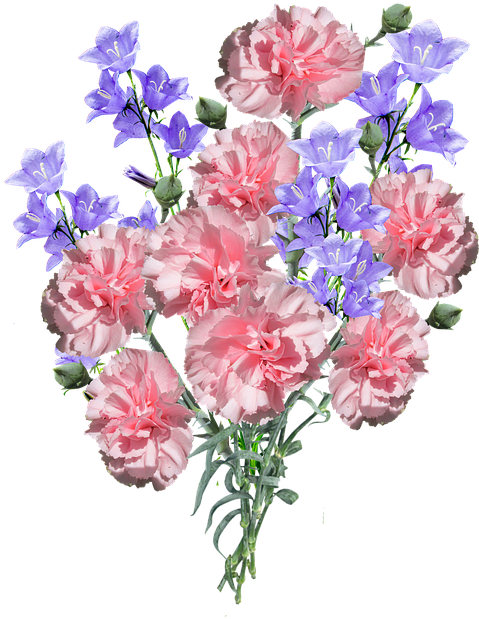 Carnations, Flowers, Blue - Flower Blue Pink Png (485x720), Png Download