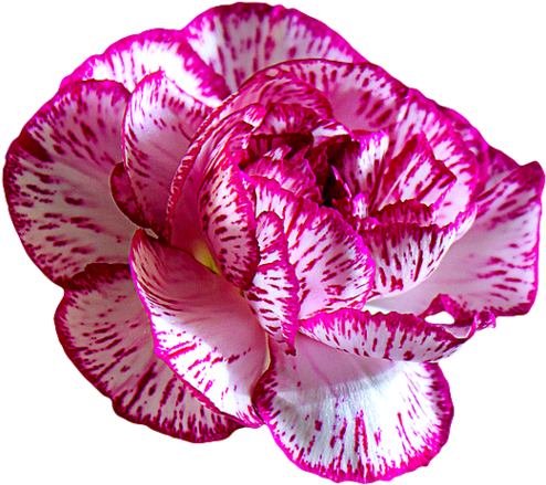 Dianthus (500x447), Png Download