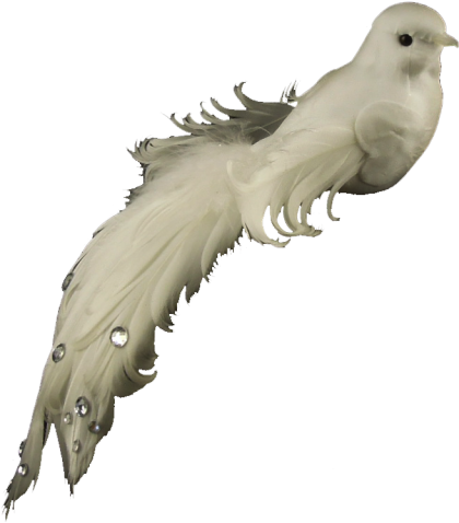 Pomba Natalina - Pigeons And Doves (500x500), Png Download