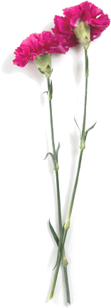 Carnations - Carnation (300x500), Png Download