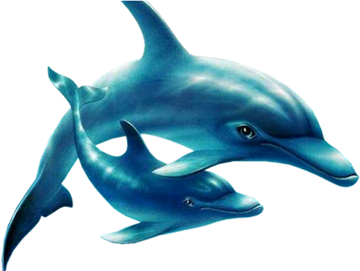 Yunus Png Resimleri Indir U2013 Dolphin Png - Dolphin (600x390), Png Download