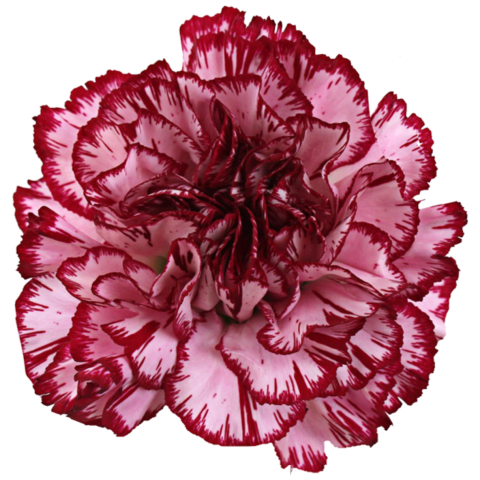 Carnation Fredy - Carnation (480x480), Png Download