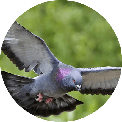 Um Serviço Anti Pombos Deve Ser Alinhado Com A Legislação - Internal Ear Animals Name (410x410), Png Download