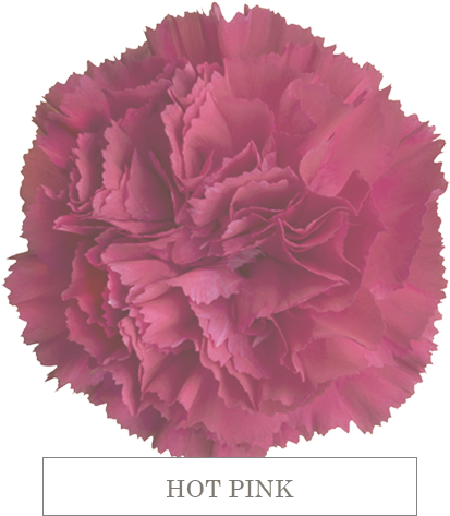 Hot P 70 Hot Pink - Carnation (640x482), Png Download
