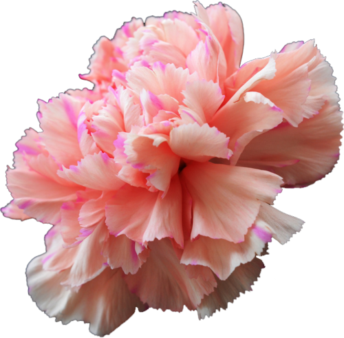Dianthus Caryophyllus - Pink Flowers In Ohio (500x491), Png Download