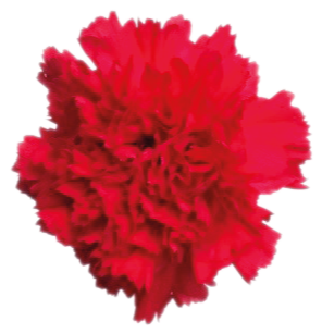 Bouzeron - Carnation Bouzeron (350x350), Png Download