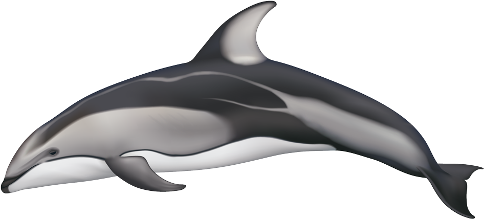 Pacific White Sided Dolphin Coloration (960x457), Png Download