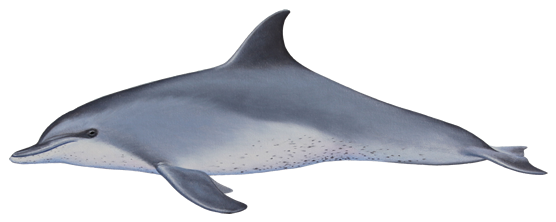 Indo-pacific Humpback Dolphin - Indo Pacific Bottlenose Dolphin Tursiops Aduncus (600x420), Png Download