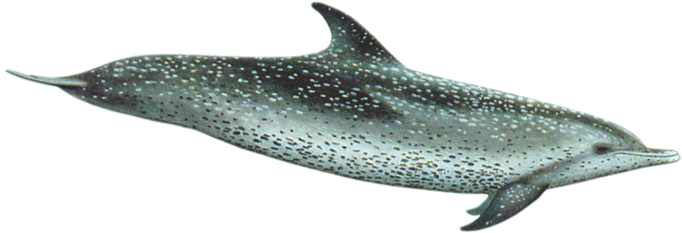 Pantropical Spotted Dolphin (1425x542), Png Download